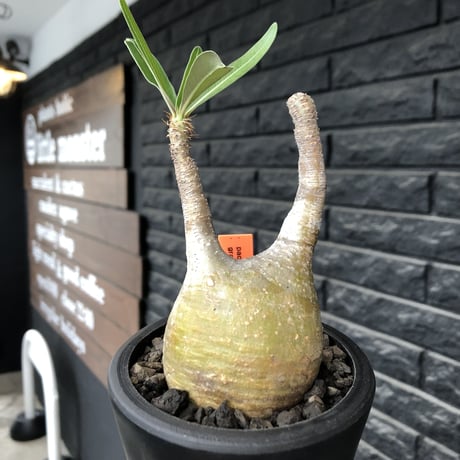 pachypodium gracilius《大きめS size》希少yellow肌※現地球発根後店主国内管理3年株※ぼってり樹形に特化したカラーが可愛い装い※mad black pot植え