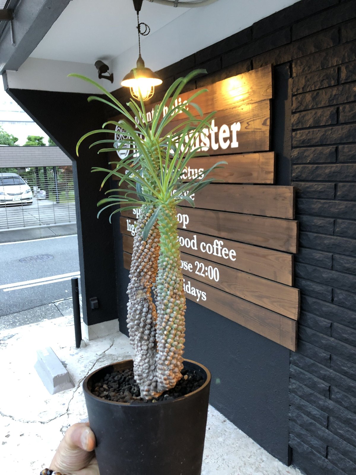 A052 ユーホルビア鉄甲丸Euphorbia bupleurifolia 2株 1点もの】Euphorbia bupleurifolia 鉄甲丸 | ¨MONKEY T