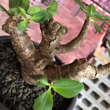 euphorbia  itremensis 《M size》枝振りと株表皮、balanceと全てに独創性を感じる1株‼︎   ※mad black  pot植え