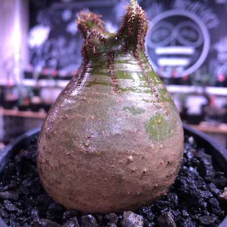 packypodium  gracilius《M size》green肌‼︎驚愕低重心※現地球発根済株※店主国内管理3年株※極短枝で愛くるしいcolorに極ぼってり樹形※mad black pot植え