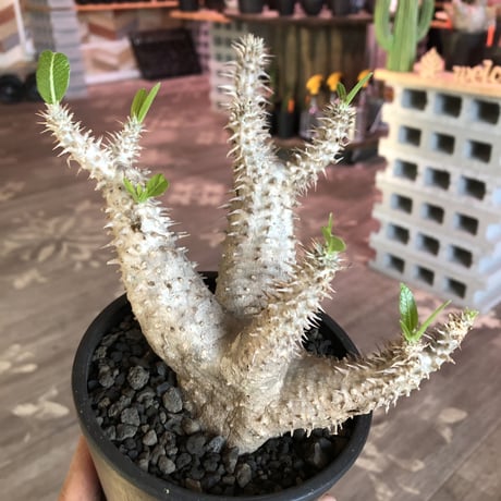packypodium   makayense《M size》4分頭株※現地球発根済株※小振が故の良さが伝わる大変綺麗な装いのfour-he'dマカイ‼︎将来有望株※mad black pot植え