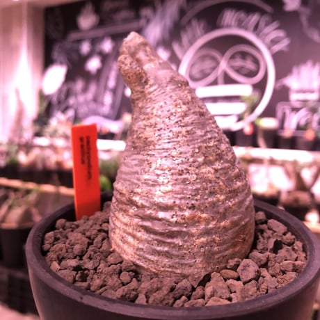 packypodium  gracilius《大きめS size》※現地球発根済※可愛すぎるぼってり樹形がたまらない短枝グラキ‼︎※mad black bowl pot植え