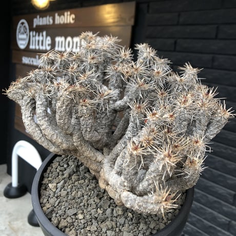 euphorbia  guillauminiana《大きめLL size》※現地球発根済株※店主国内管理6年株※現地球株らしい表皮＆volume満点大株※mad black bowl pot植え