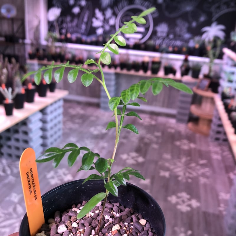 パキプス 2頭 双頭 発根済み株 グラキリス ウィンゾリー 【公式通販】