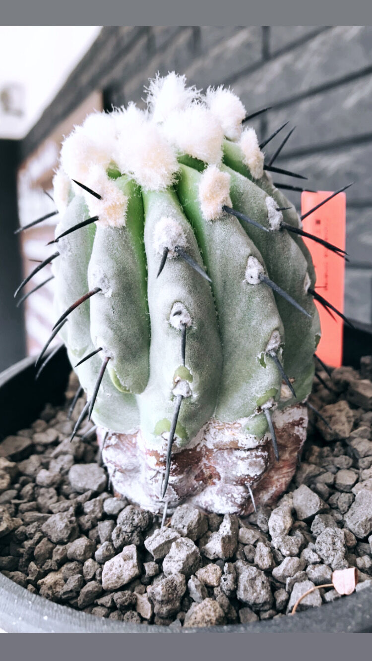 copiapoa cinerea 黒王丸《大きめM size》激希少※現地球発根後店主国内