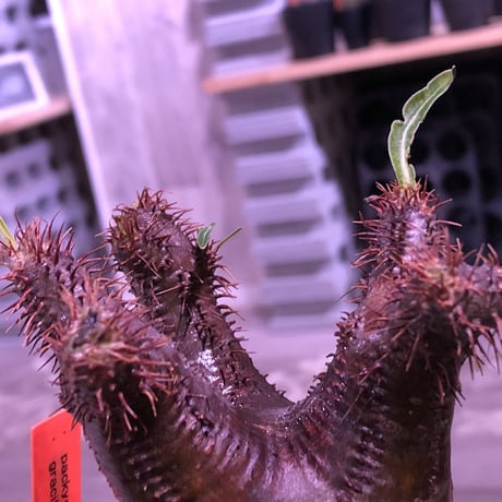 packypodium  gracilius《S size》※現地球発根済み株‼︎  （限定1株）※一期一会な赤肌球体チビキリス※mad black pot植え