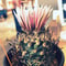 turbinicarpus  昇竜丸
