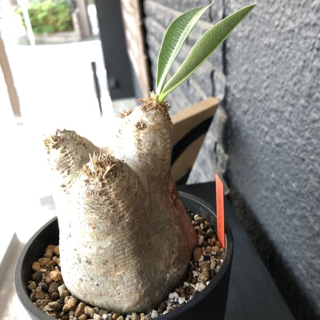 packypodium    roslatum var. eburneum（M size）※発根済み