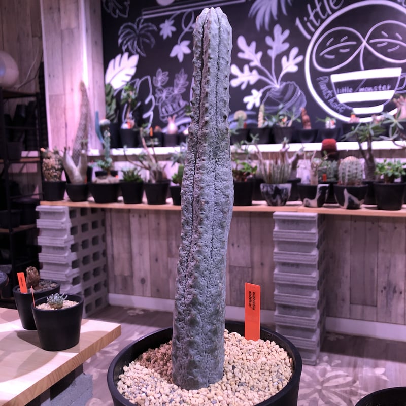 euphorbia abdelkuri《L size》✨ユーフォルビアNo.1クラス‼︎超激