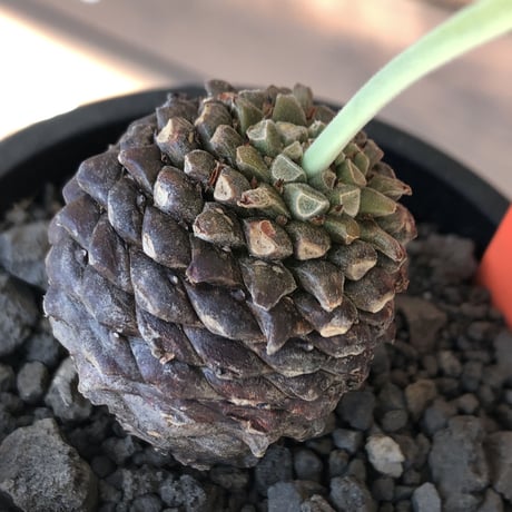 euphorbia bupleurifolia《大きめM size 》※まん丸球体株※現地球発根後店主国内管理5年株※ボコボコ肌にまん丸球体感が堪らない一株※mad black pot植え