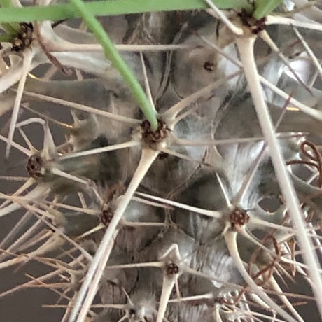 didierea  madagascariensis《大きめM size》※希少種‼︎※現地球株発根済※シルバーの棘に覆われたワイルドさと凛と涼しげに垂れ下がる葉が魅力※black  pot植え