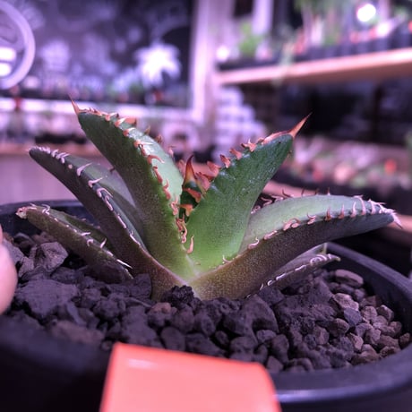 agave  titanota    red  catweezle《S size》※大人気の赤棘チタノタ‼︎ ※mad black pot植え（限定3株）
