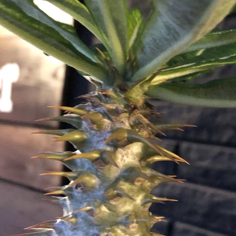 pachypodium  ambongense  littmon seed🌱《大きめM size》希少種※実生でも流通少なき将来有望ぼってり株※mad black pot植え