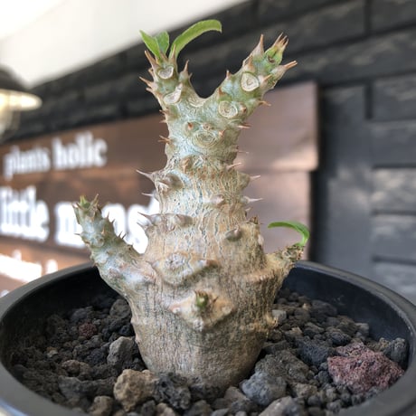 pachypodium windsorii《M size》※選抜littmon seed🌱※weight低き極ぼってり株元&枝振りも◎良樹形※mad black pot植え