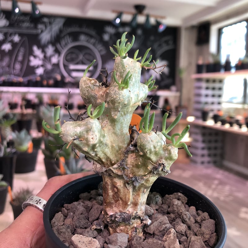 発根済｜万物想(芽吹き中)手乗りサイズ 鉢付き・塊根植物 発