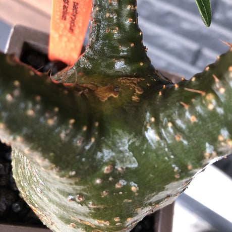 pachypodium gracilius《 M size》希少green肌&ぼってり樹形※現地球発根後店主国内管理3年株※balance良く極グリーン肌が◎※polyhedron pot植え