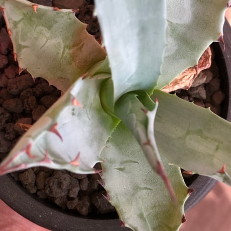 agave zebra《M size》※現地球株発根済※ゼブラ縞模様が美しい良きサイズ感な人気者※black pot植え