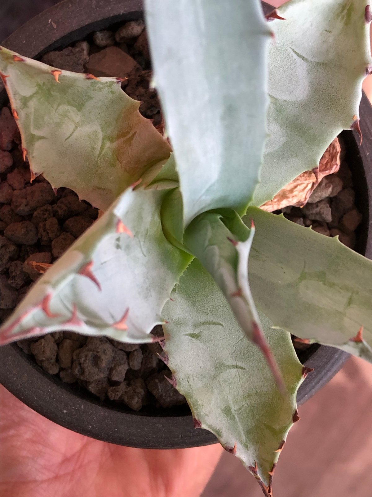 agave zebra《M size》※現地球株発根済※ゼブラ縞模様が美しい良き