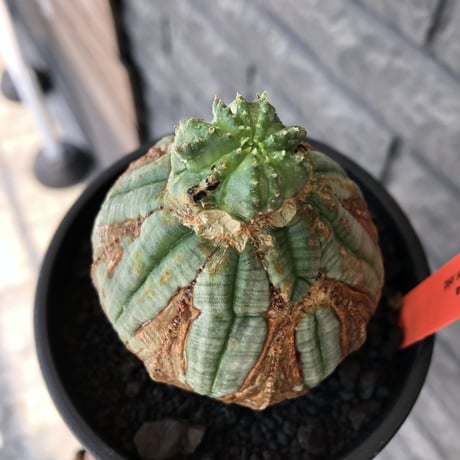 euphorbia obesa  old《L size 》※現地球株発根済※極木質化が進みビンテージ感強き年代物なワイルドオベサ‼︎※mad black bowl pot植え