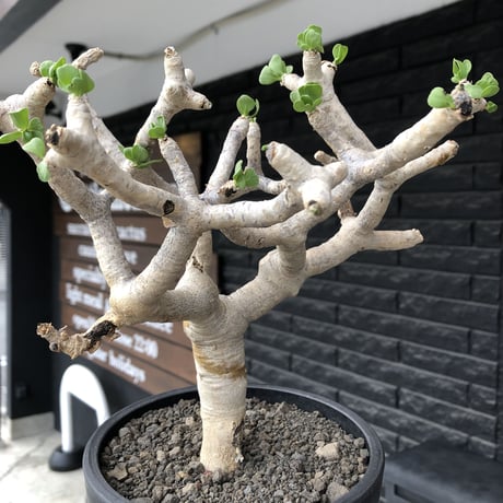 othonna  furcata《 LL size》極白肌良樹形※現地球発根後店主国内管理5年株※極美白肌且つ大きめながら大変枝振りバランスも良き一株※mad black bowl pot植え