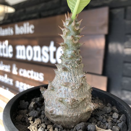 pachypodium windsorii《M size》※選抜littmon seed🌱※weight低き極ぼってり株元な良樹形※mad black pot植え