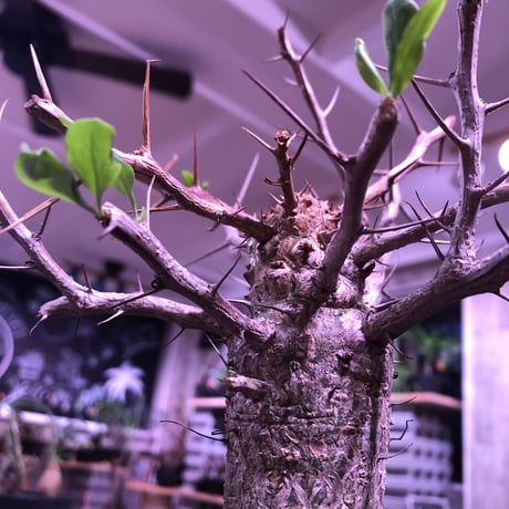 fouquieria    columnaris 観峰玉 《L size》mad  black  marble   bowl  pot  植え　※店主管理6年株