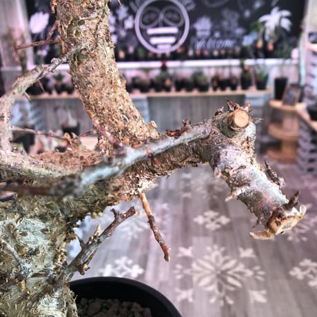 commiphora   humbertii《 L size》※発根済み株  男前な佇まい