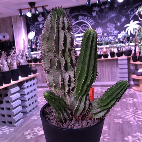 euphorbia    horrida《4分頭ホリダ》再入荷お知らせ通知分