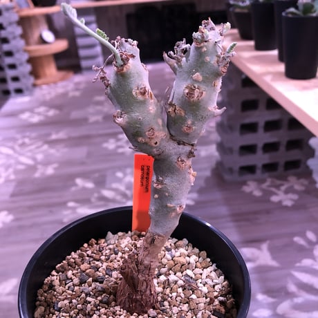 pelargonium   carnosum《M size》冬型caudex ※大変綺麗な肌を持つ極美株‼︎