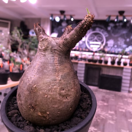 packypodium  gracilius《M  size》※現地球発根済株※新芽もお目覚め球体選抜株‼︎短枝おすすめグラキ‼︎※mad black pot植え
