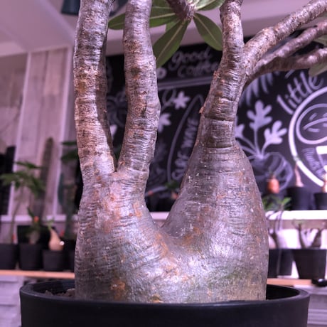 packypodium  gracilius《二分頭株》🌵🌵※現地球株  発根済み株‼︎  　限定1株　※希少株