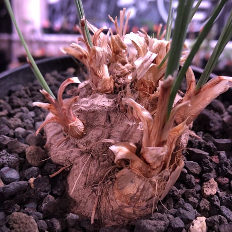 calibanus hookeri（大きめM size）※現地球発根済株※店主国内管理5年株※大変育てやすく地植えも可能な強靭フーケリー‼︎※mad black pot植え