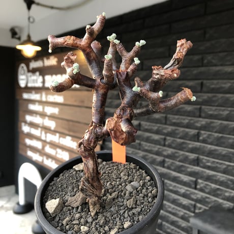 pelargonium  mirabile《大きめM size》※現地球店主国内管理4年株※愛おしく堪らない冬型の人気者‼︎幹上がり仕立て良樹形※mad black pot植え