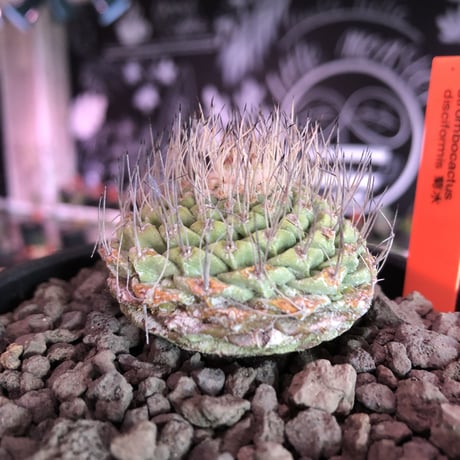 strombocactus 菊水《M size》希少‼︎現地球発根済株※店主国内管理8年株※激希少株の上、美しい樹形で堪らない良きサイズ感‼︎※mad black bowl pot植え