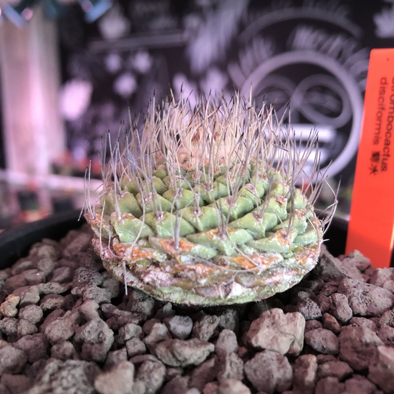strombocactus 菊水《M size》希少‼︎現地球発根済株※店主国内 strombocactus 菊水《M size》希少‼︎現地球発根済株※店主国内