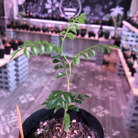 opercullicarya  pachypus《実生一年半株》