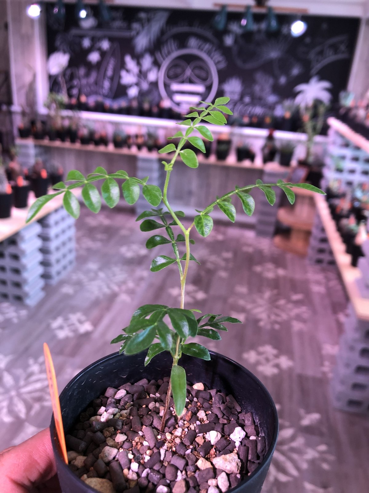 実生　パキプス　8年　大株 CATEGORY Operculicarya pachypus(オペルクリカリア パキプス)