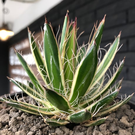 agave filifera ssp.schidigera班入り《M size》※現地球発根後店主国内管理2年株※大変美しくそして締まり良き一株‼︎※mad black bowl pot植え
