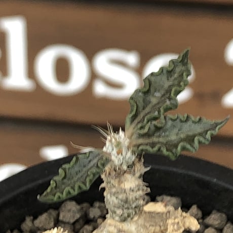 euphorbia tulearensis《 M size》※現地球発根後店主国内管理3年株※驚愕‼︎希少性激高塊根ユーフォルビア‼︎balance良き一株※mad black pot植え