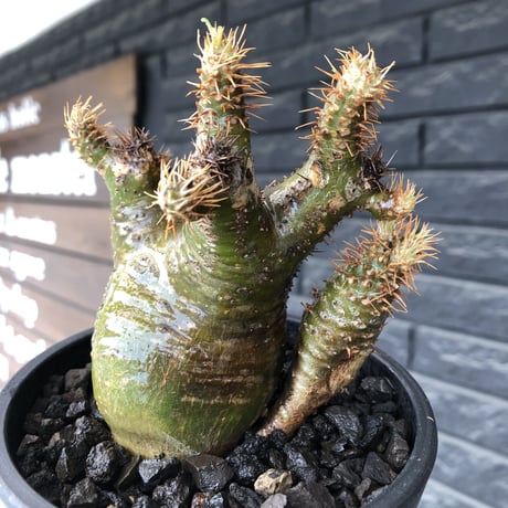 pachypodium  gracilius《M size》希少‼︎ニ頭枝w-he'd＆極green肌株※現地球発根後店主国内管理3年株※極green肌の良樹形双頭株※mad black pot植え