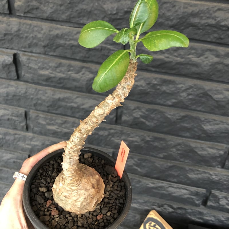 packypodium windsorii《Msize》※現地球発根済み株‼︎今後脇枝が出て