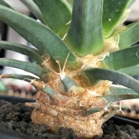 euphorbia horrida《極太M size》※現地球発根済株※大変木質化も進み