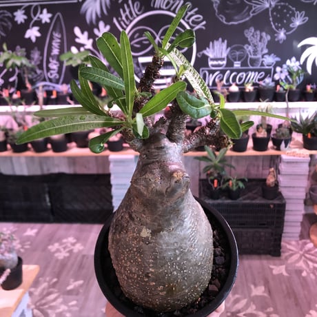 packypodium  gracilius《L size》※現地球発根済株※店主国内管理2年株※枝折れにより一頭枝ながら激しい小枝多数のぼってり選抜株※mad black pot植え