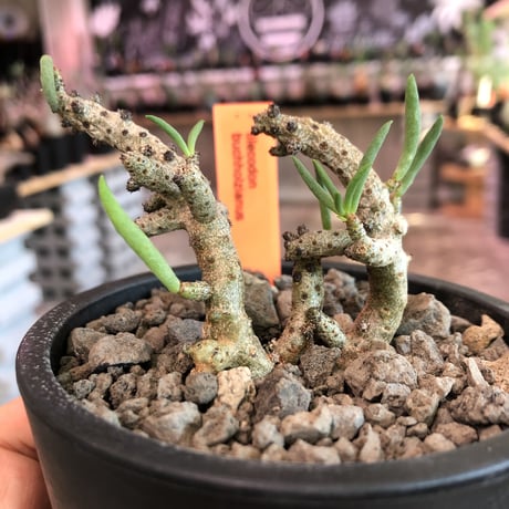 tylecodon buchholzianus《M size》※大変綺麗で繊細な品種‼︎※mad black pot植え