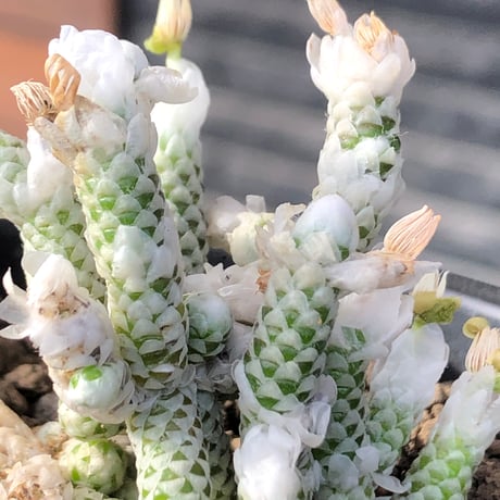 avonia recurvata ssp.buderiana《M size》希少種‼︎※現地球株発根済※肉厚で鱗の様な綺麗模様に白花を咲かせるかわいく太め塊根な一株※black pot植え