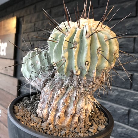 copiapoa cinerea ver.dealbata《L size》※現地球発根後店主国内管理21年株※極上の極みな黒士冠‼︎wild感が堪らない※mad black bowl pot植え