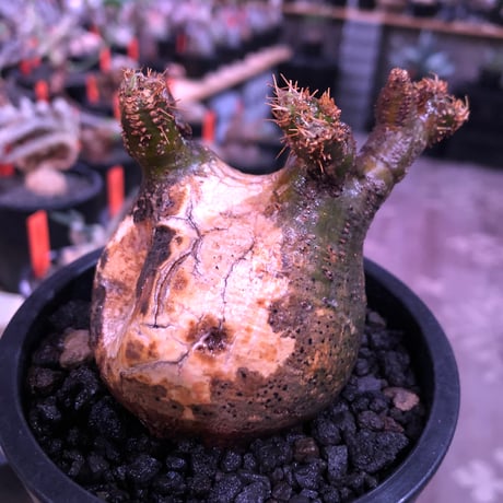packypodium  gracilius《S size》一部グリーン肌＆激しい現地焼け株※現地球発根済株※良き肌colorに低重心＆生き様感じるエグれに現地焼け株※mad black pot植え
