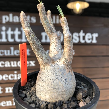 pachypodium gracilius《大きめS size》現地焼け肌※現地球発根済株※店主国内管理2年株※荒肌質＆身体に見合わない太枝が強靭さ威勢良さ感じる一株※mad black pot植え