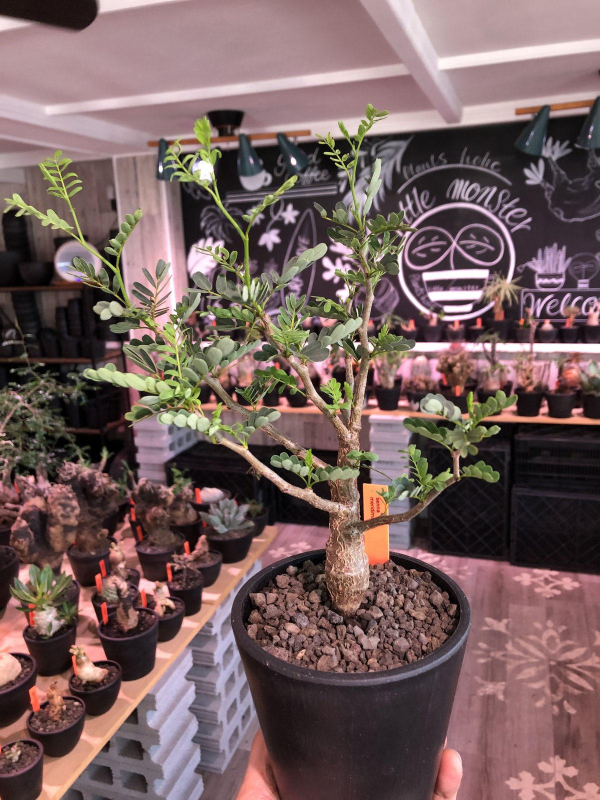 senna meridionalis《 M size》※現地球発根済株※大変幹の色が senna meridionalis《 M size》※現地球発根済株※大変幹の色が