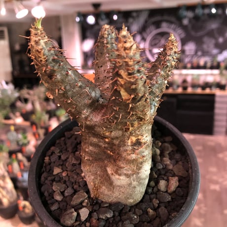 packypodium  gracilius《小さめM  size》※現地球発根済株※大変balance良き、compactな手乗りサイズグラキ‼︎選抜株※mad black bowl pot植え